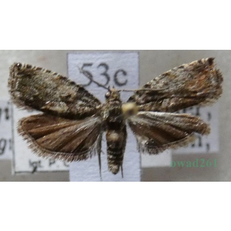 Cydia fagiglandana (Zeller, 1841) Pachówka bukwióweczka Czech53c